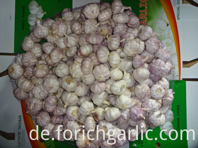 Garlic In Carton